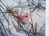 First Jay Comes <br> by Takashi Homma <br> SOLD OUT