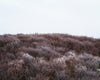 Dune <br> by Misha de Ridder