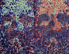 Head Collider<br>Mat Brinkman<br>SOLD OUT!