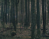 I Heart Transylvania <br>by Jason Nocito